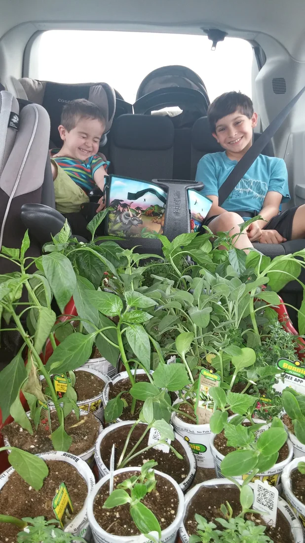 Two children in the car with trays of seedlings
